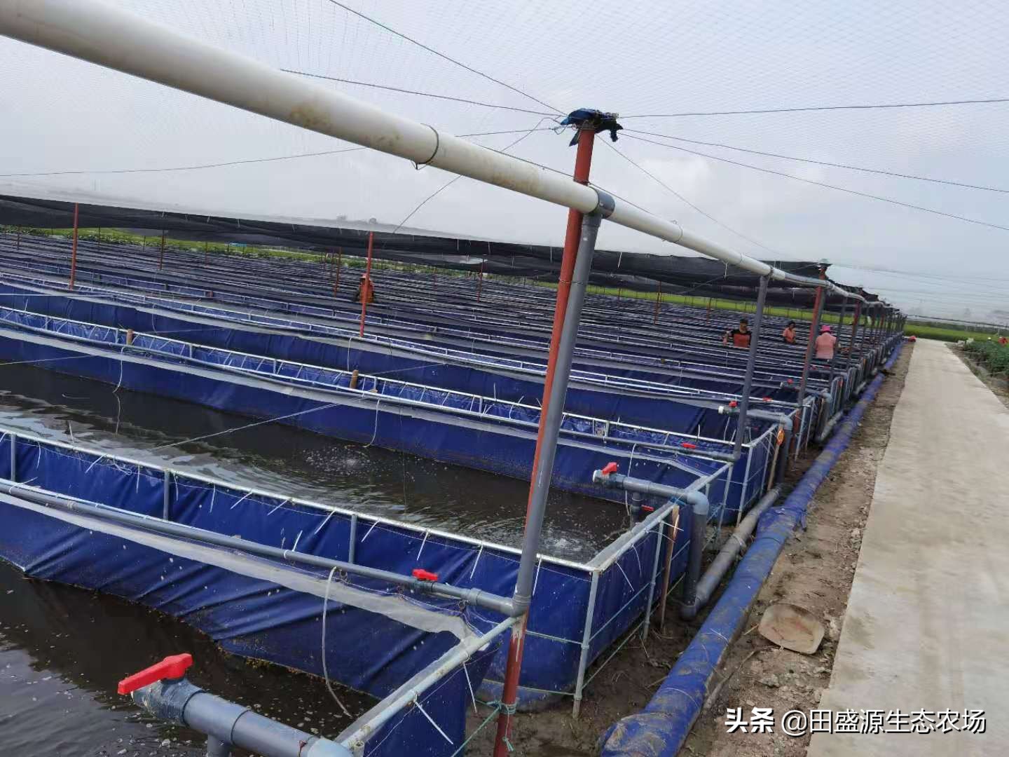 农村养殖水蛭真的可行吗？