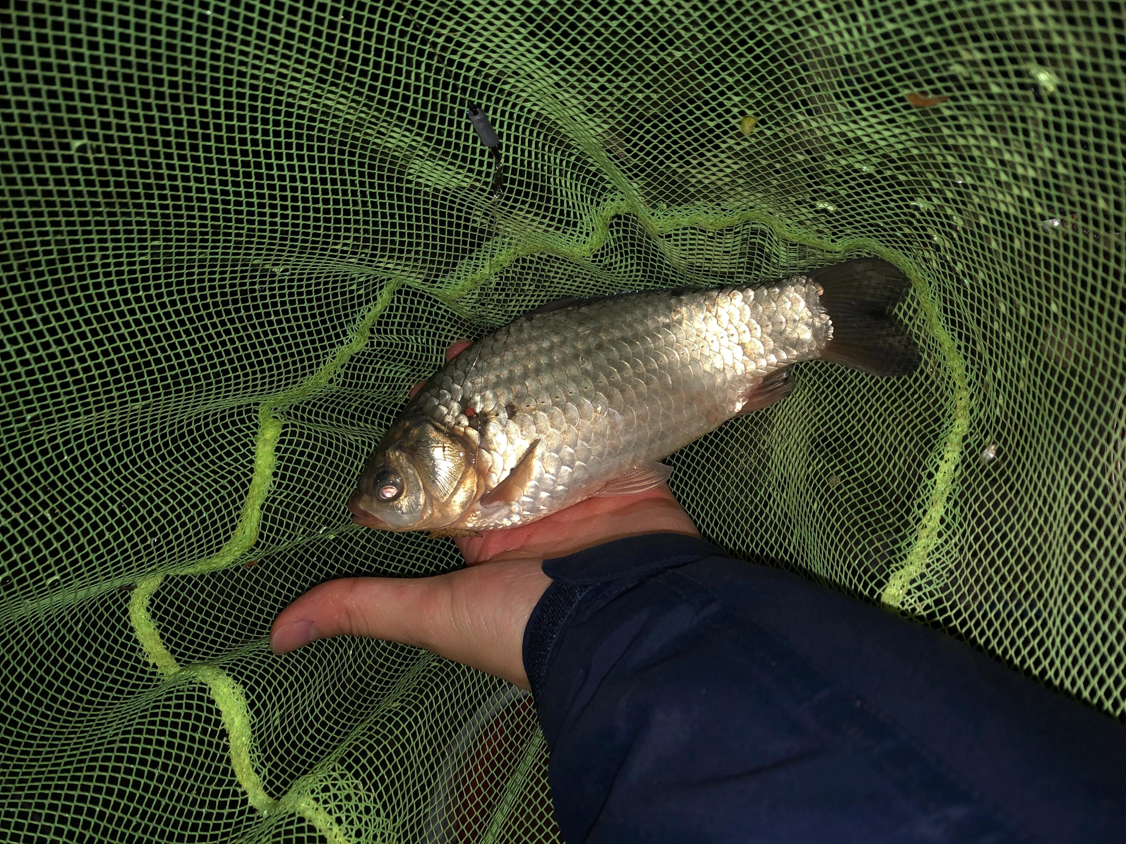 化氏野钓经典老三样,暮春钓鱼老三样配比