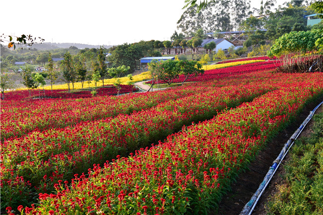 花都美林湖景区,广州花都美林湖攻略