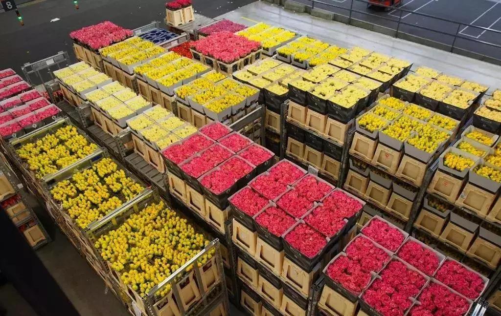 世界顶级鲜花市场,全国最大鲜花交易市场