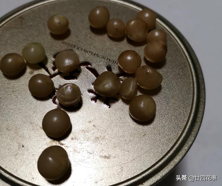 君子兰小苗怎样栽养才能旺盛,用一粒种子如何养出一盆君子兰