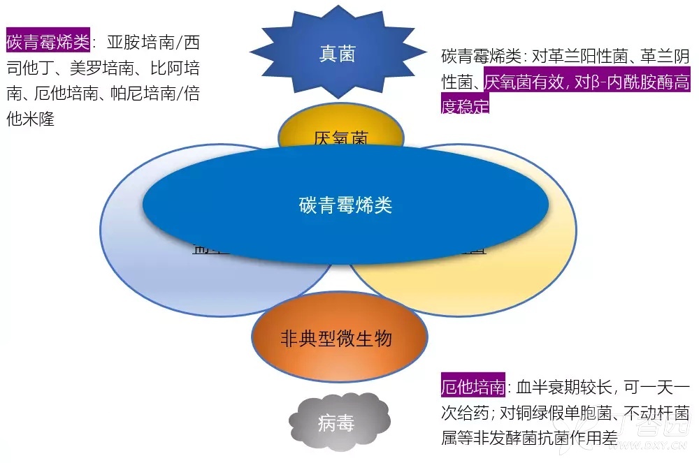 定期复习：各大类型抗生素抗菌谱，看完这个受益匪浅