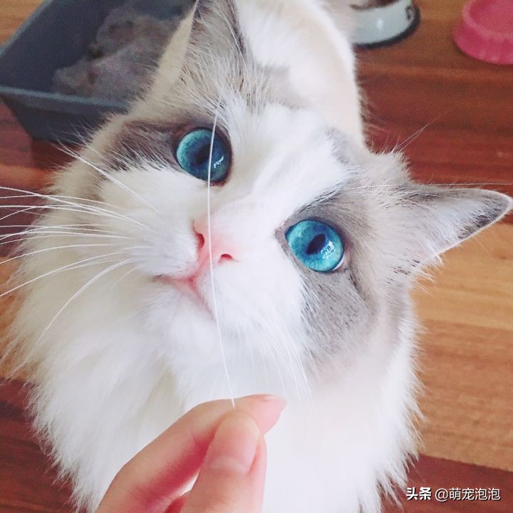 这些品种的猫你见过吗,你知道猫的五个特点吗