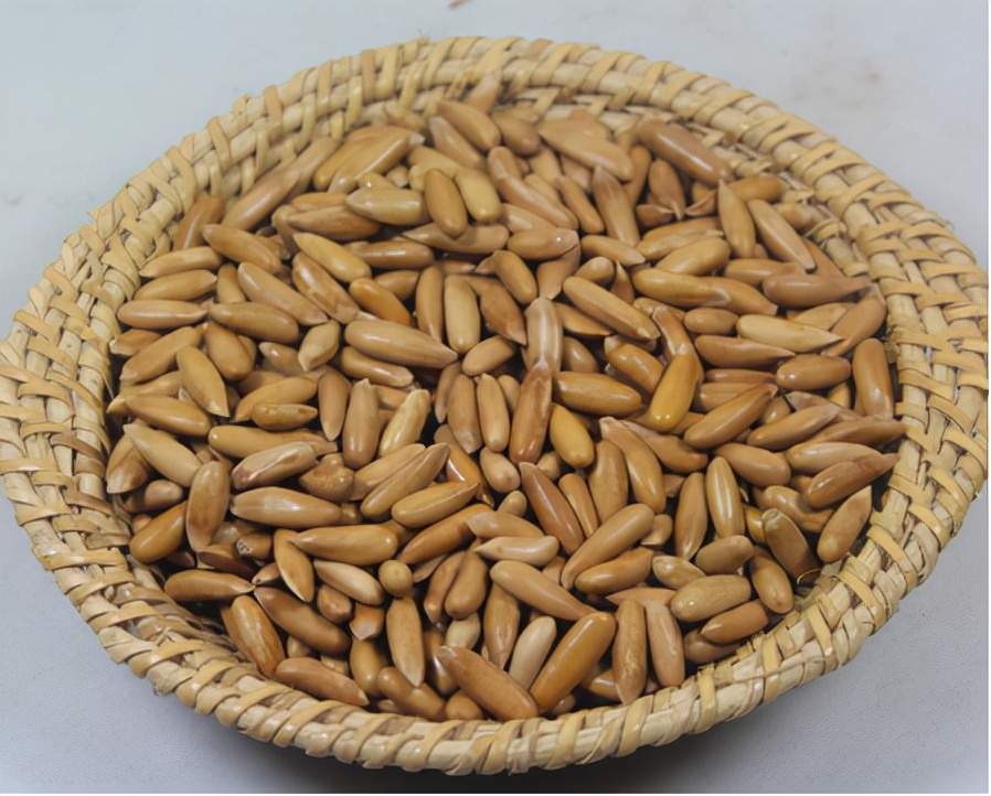 爬树打松子人工费一般多少钱一天,东北松子爬树采摘过程