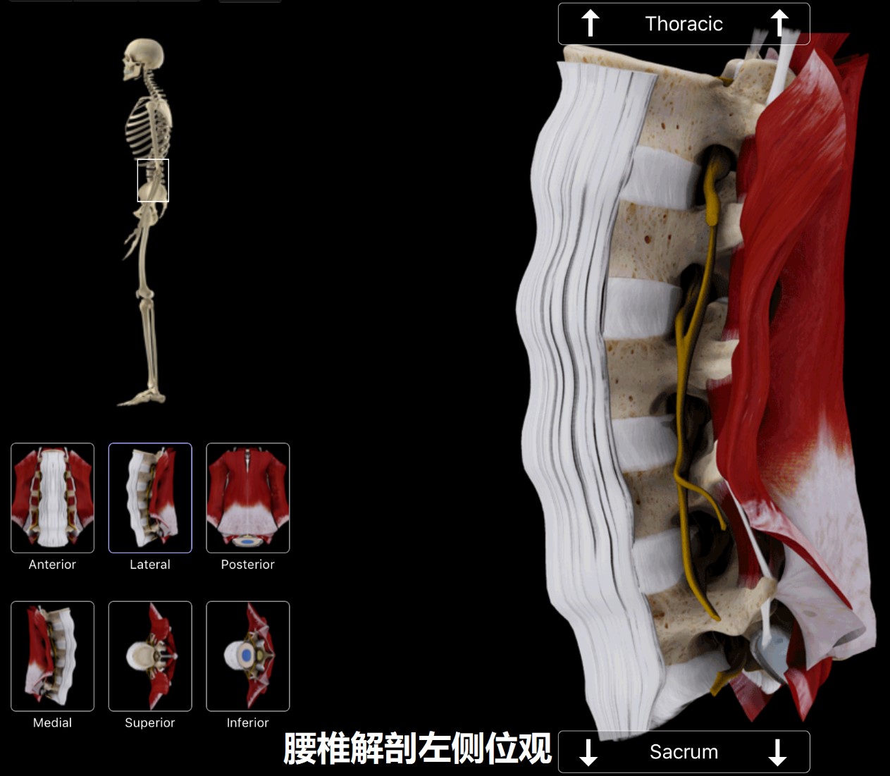 上班族该怎么预防腰痛,腰痛要警惕四种原因及治疗方法