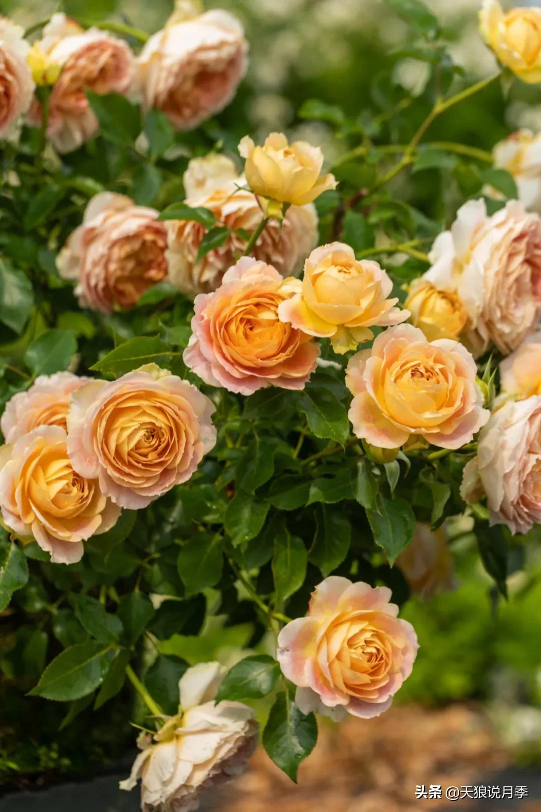 康康最厉害的时刻,康康高光合集