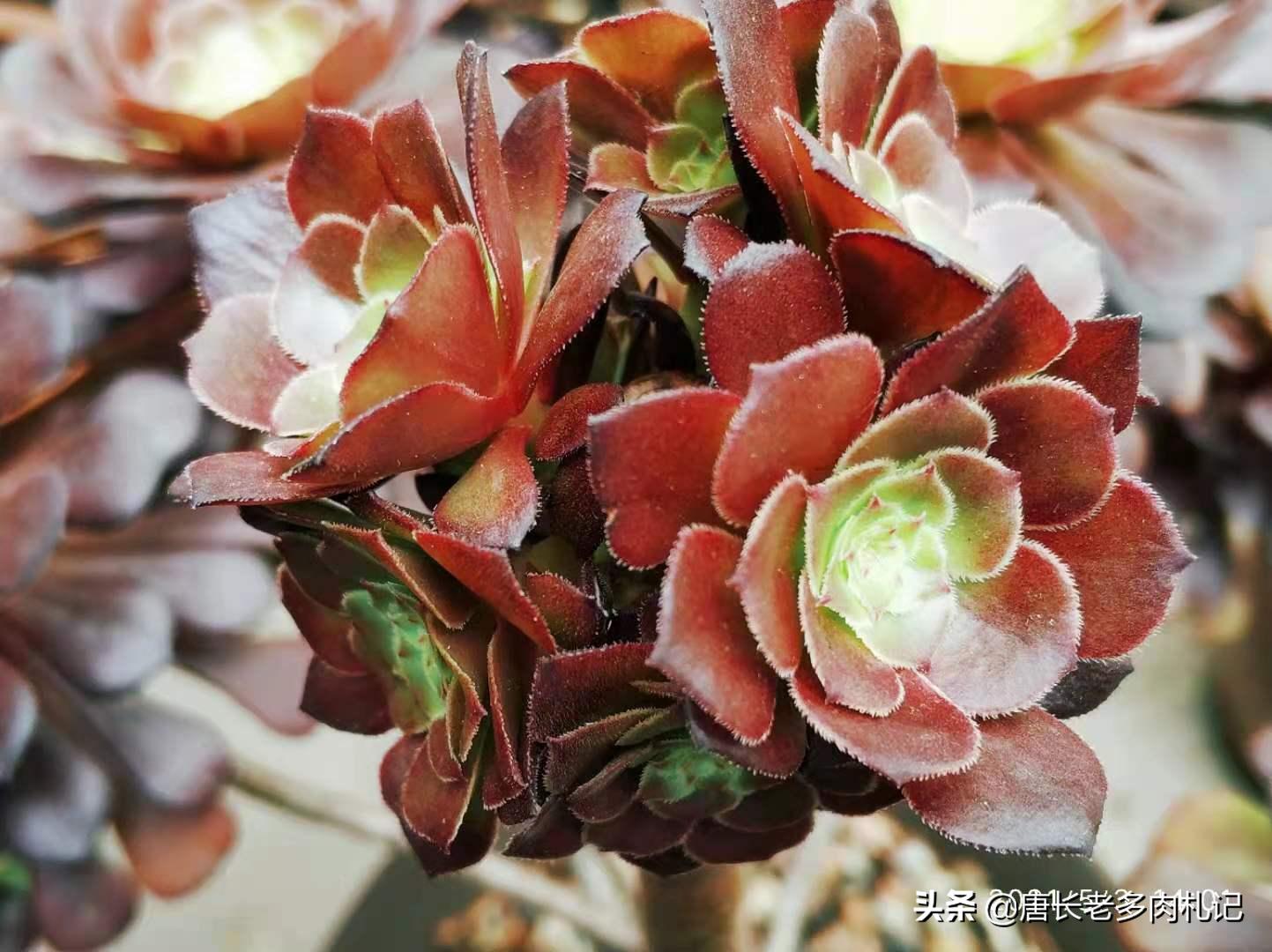 多肉法师掉下来的分枝,多肉法师剩下一个杆怎么办