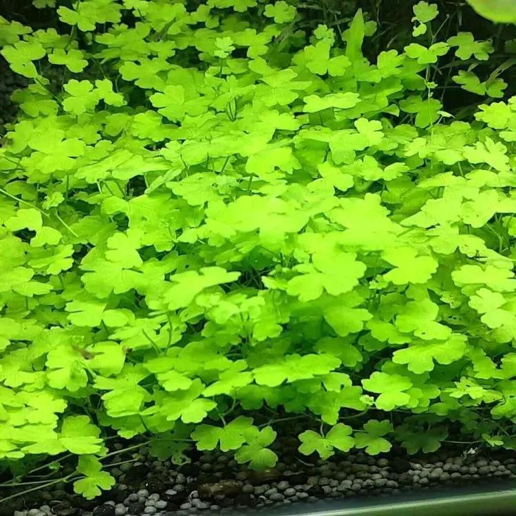 石上的迷你矮+血红宫廷,美的让人心醉