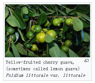 芭乐和番石榴与石榴的区别,番石榴和芭乐有什么区别和功效