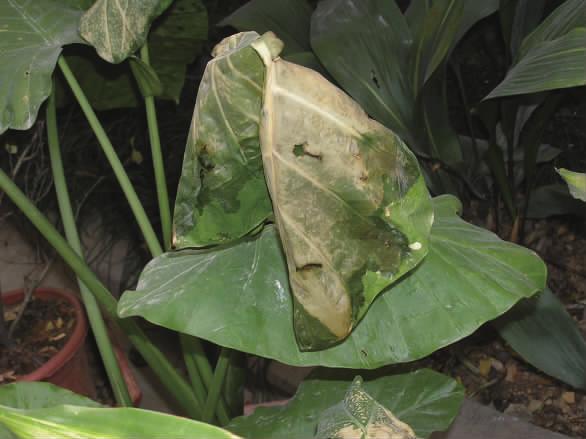 花卉受了冻害怎么挽救,庭院花卉病虫害如何防治