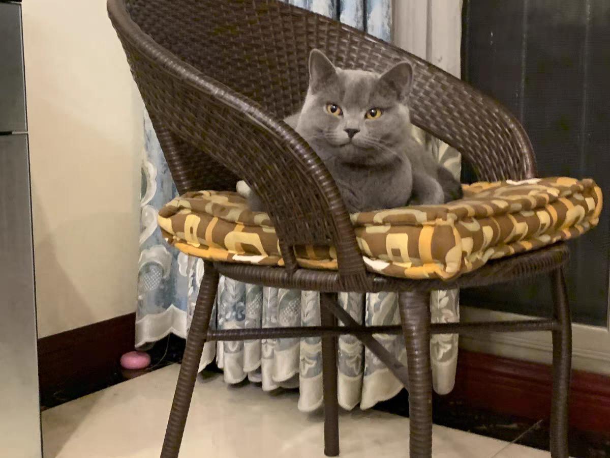 猫可以吃仓鼠饲料吗,猫可以吃鸡肉狗粮吗