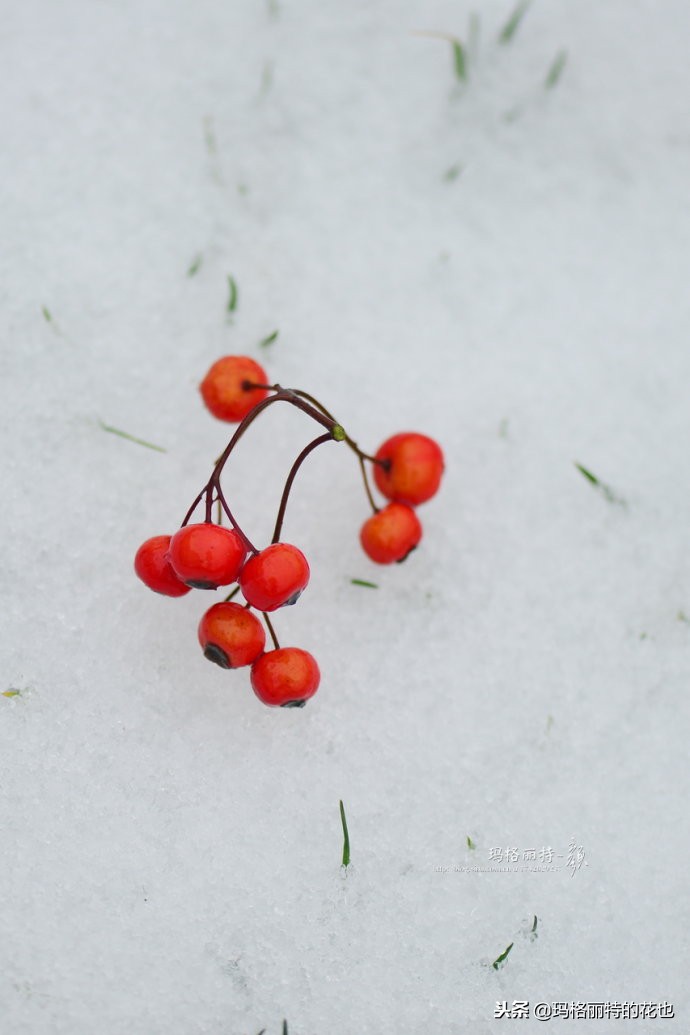 整个冬天都挂着的小红果，迷你山楂“冬果王”｜植物笔记