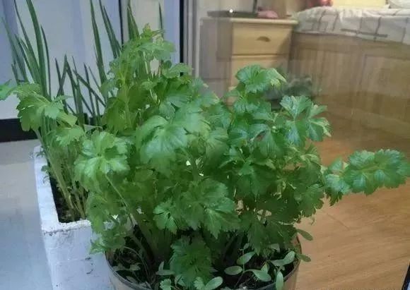 花盆种蔬菜几天浇一次水,哪4种菜根不能丢在家盆栽