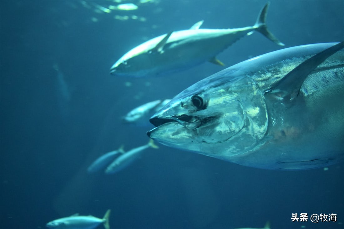 蓝鳍金枪鱼拍出天价,天价蓝鳍金枪鱼切割全过程