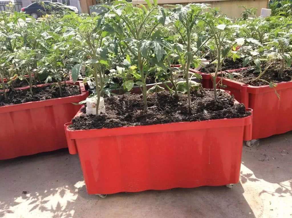 养花的盆土出现板结了的解决办法,养花土板结变硬怎么办