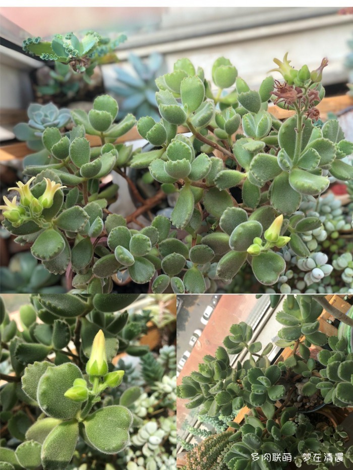 澶忚姳鏈夊摢浜涜姳,澶氳倝鏈夎姳鏈夋灉