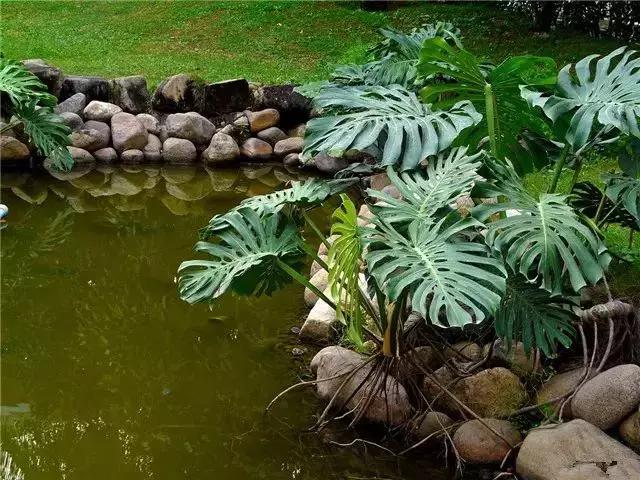 身边常见花卉识别,身边常见的树有哪些