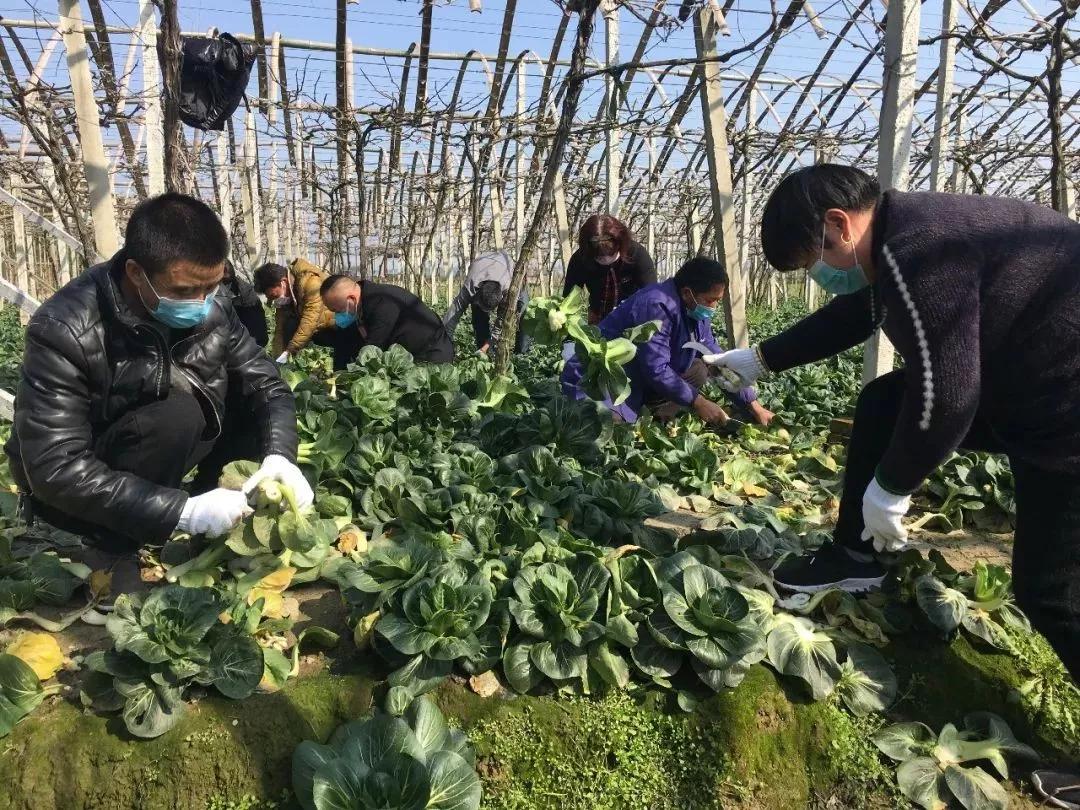 新时代文明实践志愿者并肩战疫,致全市广大新时代文明实践志愿者