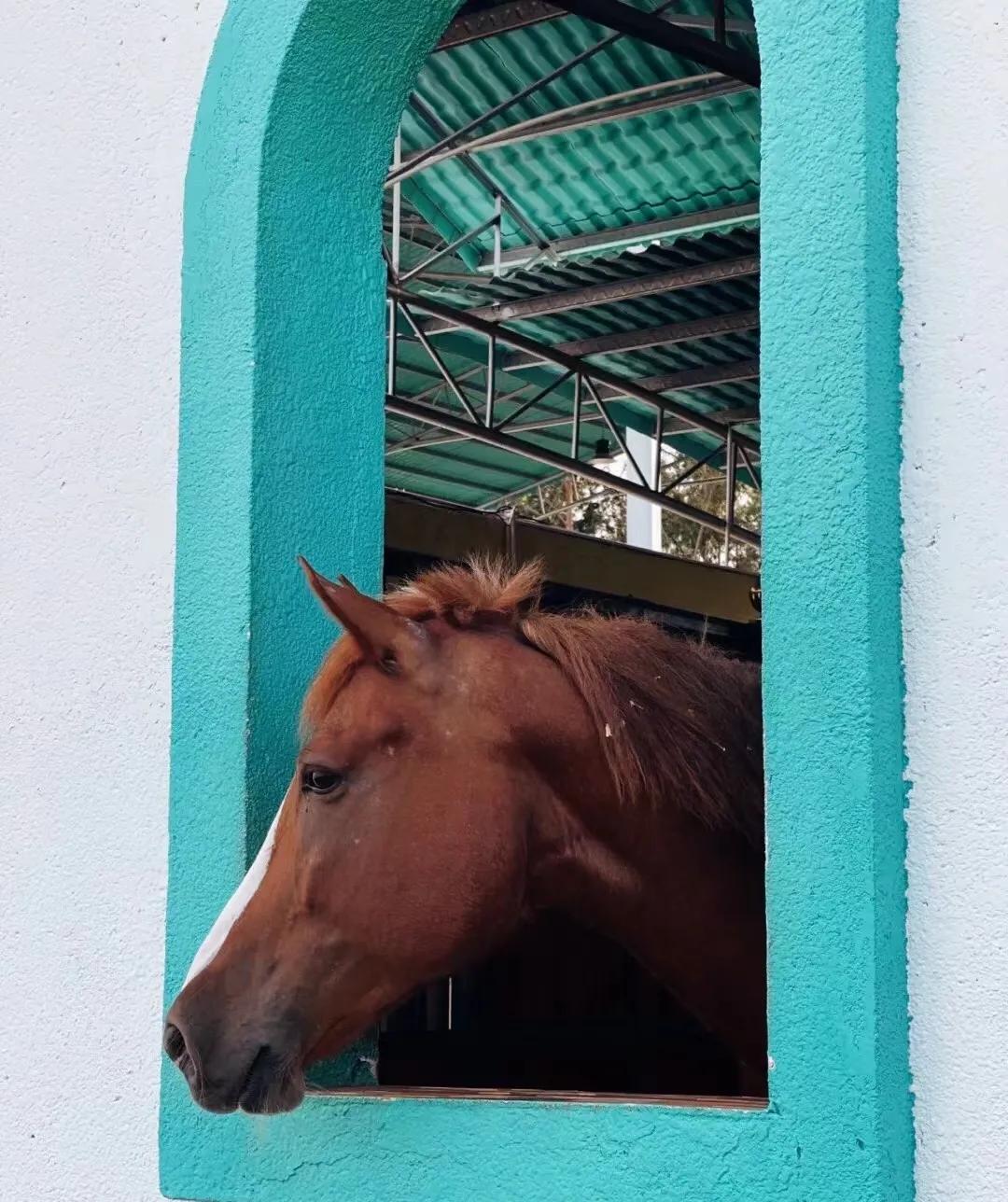 茂名黑马国际马会在施工吗,茂名黑马国际马会骑马预订
