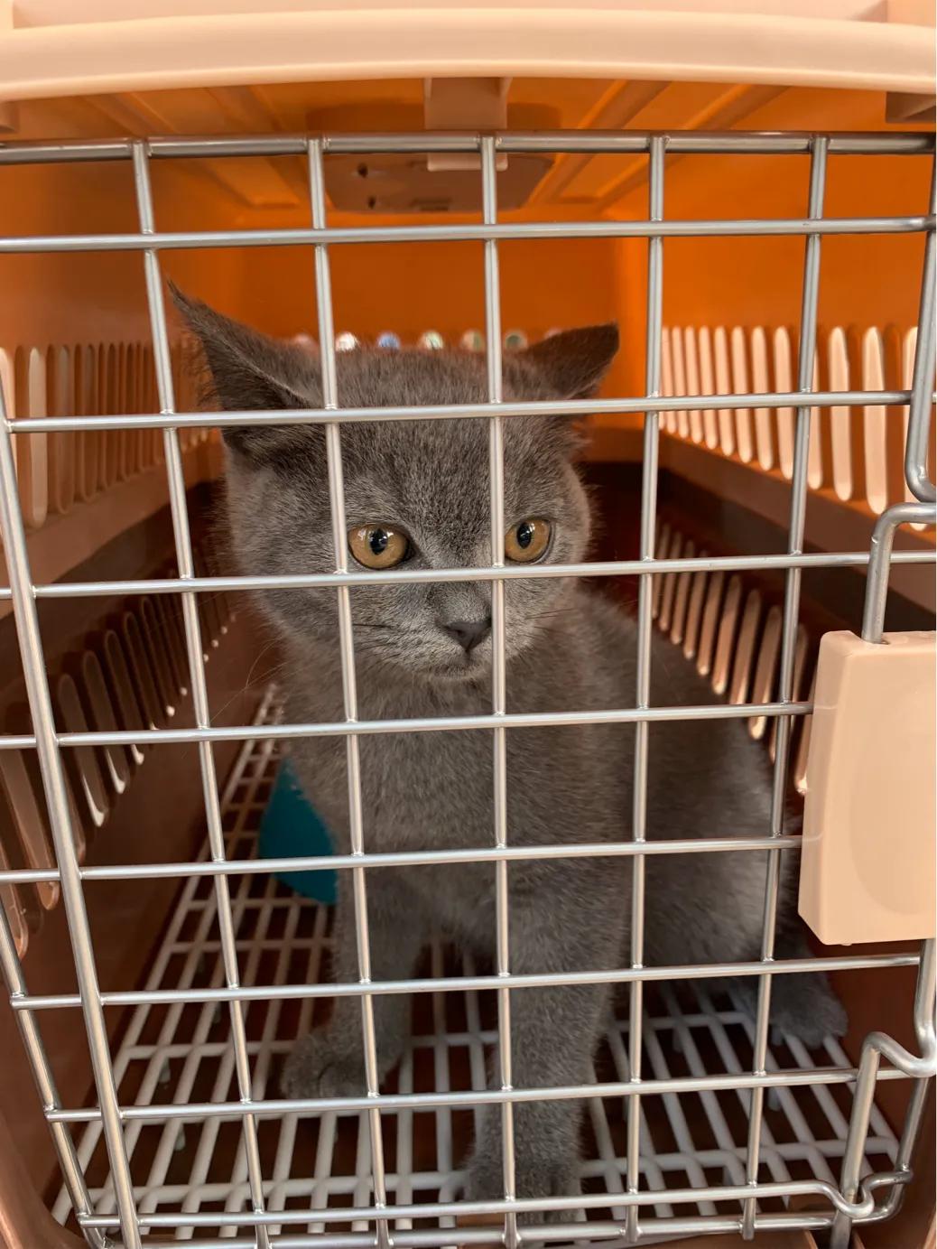 养一只英短蓝猫需要花多少钱,新手养英短蓝猫的十大忠告