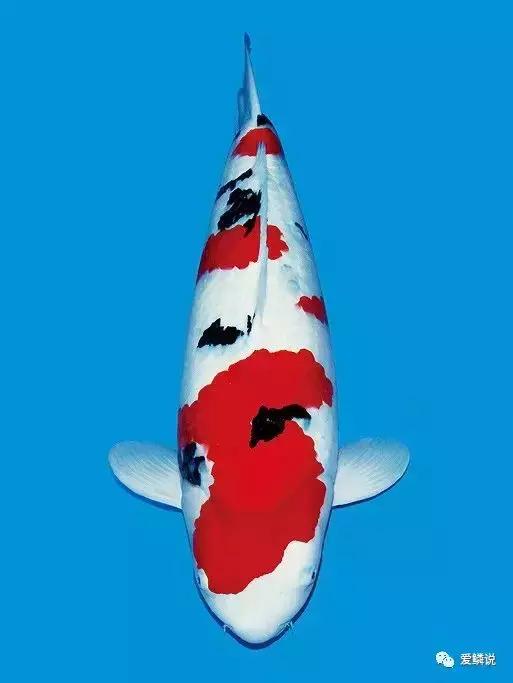 如何正确的治疗肠炎,肠炎的预防护理性知识有什么