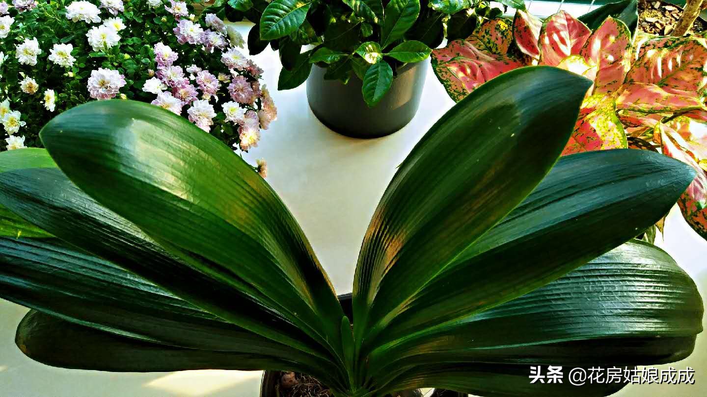 怎样才能使君子兰油光发亮,如何养君子兰叶子翠绿油光发亮