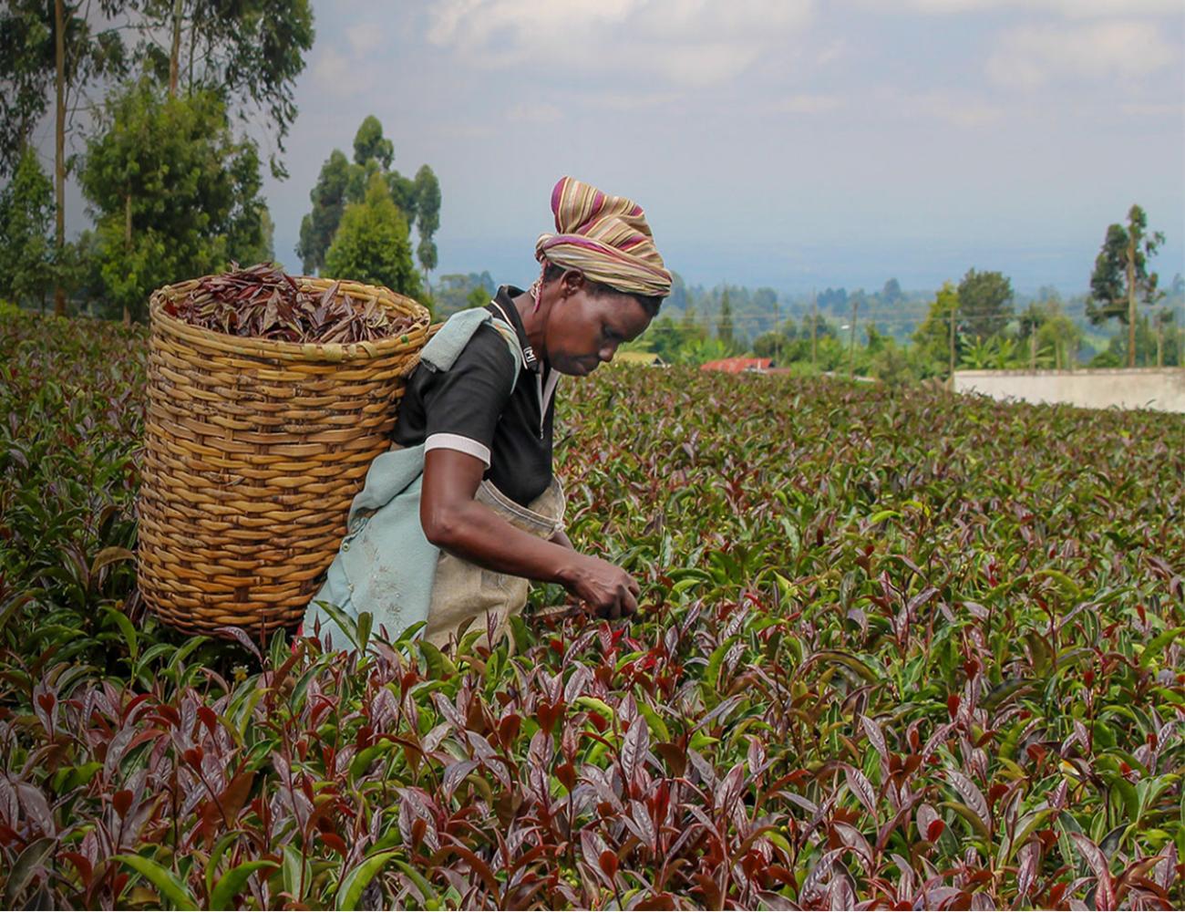 肯尼亚紫茶,肯尼亚紫茶怎么样