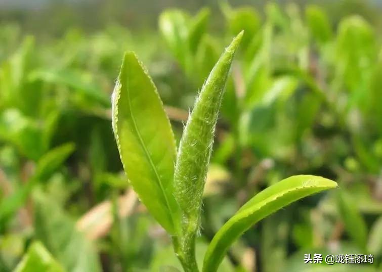 全国各地的特色产品,各省市的特色