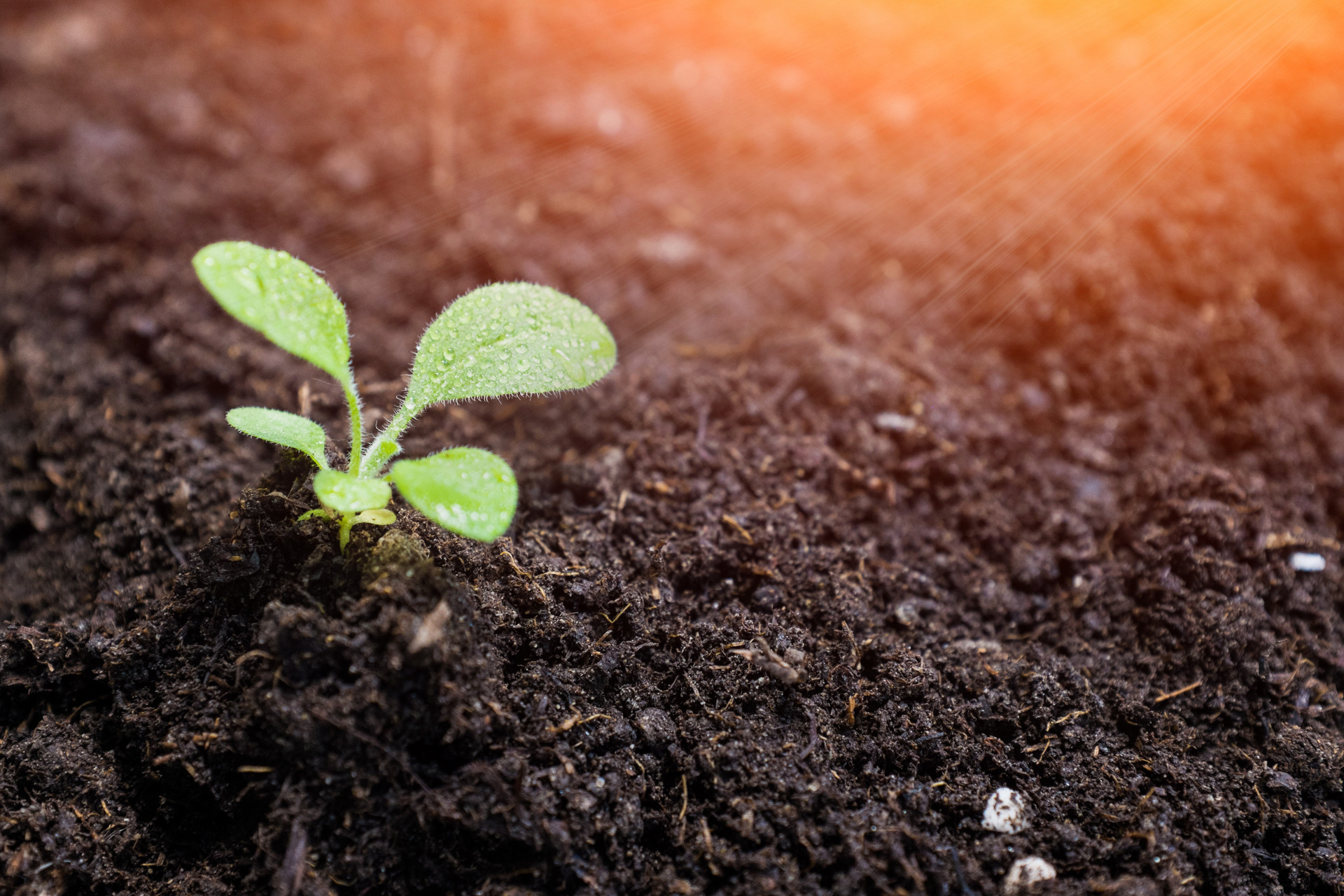 生姜种植摆放技巧,城市阳台花盆种植生姜技巧