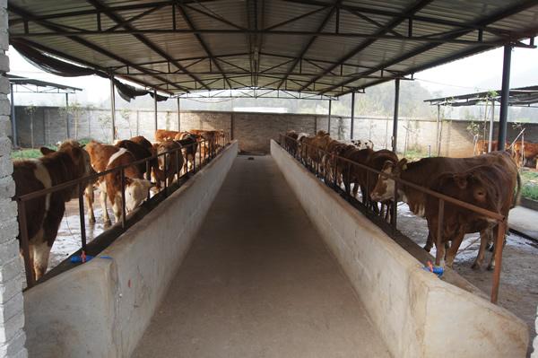 回农村搞养殖可行吗,回农村种植和养殖哪个赚钱