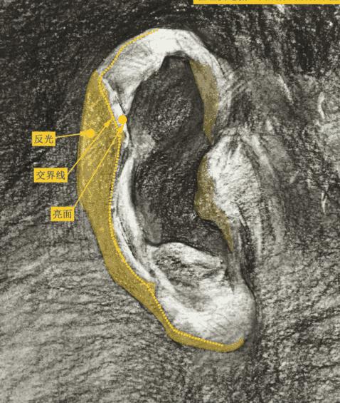 优质素描,优质素描静物