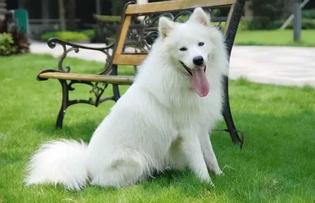 真的有钱！留学生带13根金条、穿防弹衣去美国，当场遣返...