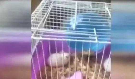 员工生吃泥鳅的后果,员工被罚吃泥鳅后续