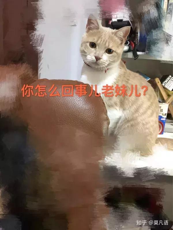 如果舔猫一口猫会怎样,猫猫能舔到全身吗