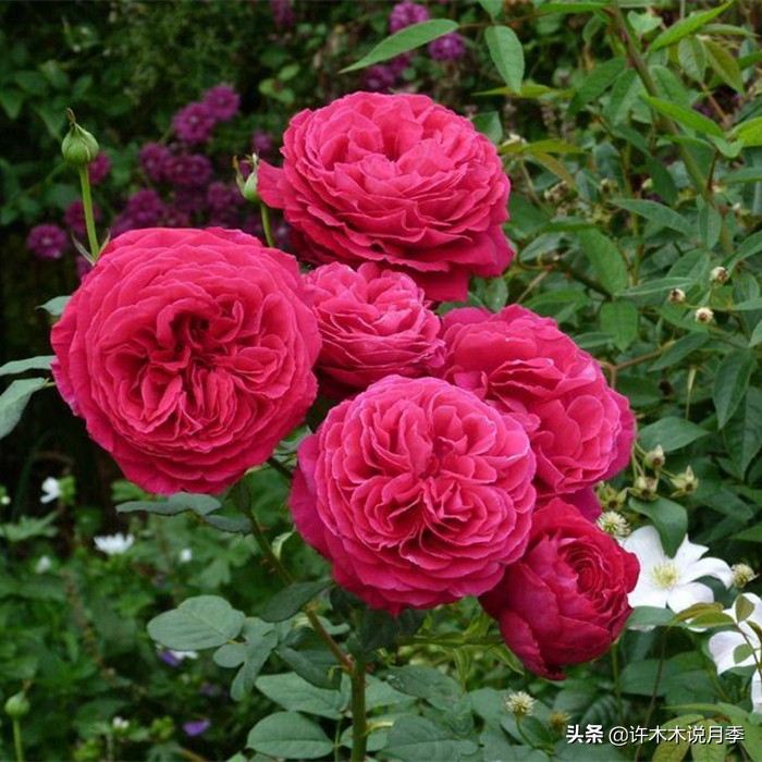 月季不停掉叶子怎么办？教你一招，光杆月季也能重新发芽开花。