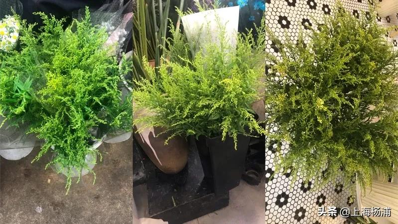 看见黄色花报警,看到这种花立即报警警方紧急提醒