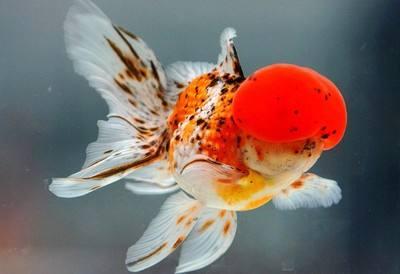 狮子头金鱼头太大怎么办,狮子头金鱼头有点发黑怎么办