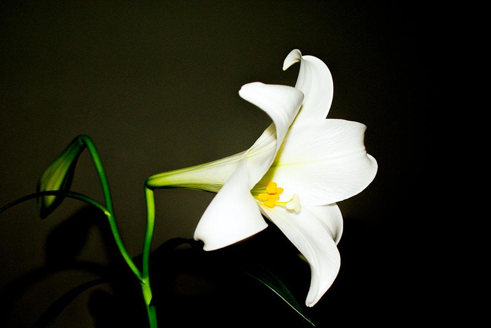 百合花怎么繁殖最快,百合花如何繁殖最好