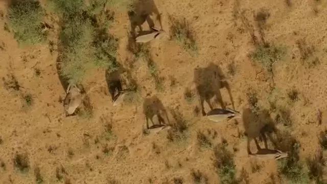 这部BBC纪录片一开播就拿下9.5高分，除了美更培养了孩子的世界观