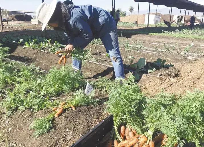 美国艾米农场,美国艾米农场新模式