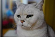 蓝莓花青素的功效,花青素的形成原因