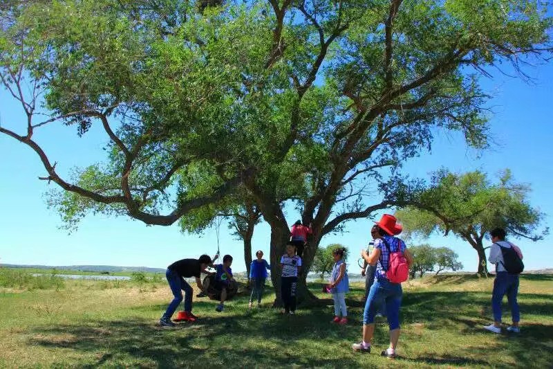 旅行去看草原美景,去草原撒欢视频