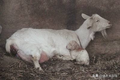 母羊乳房起泡什么原因,母羊乳房有泡泡是怎么回事