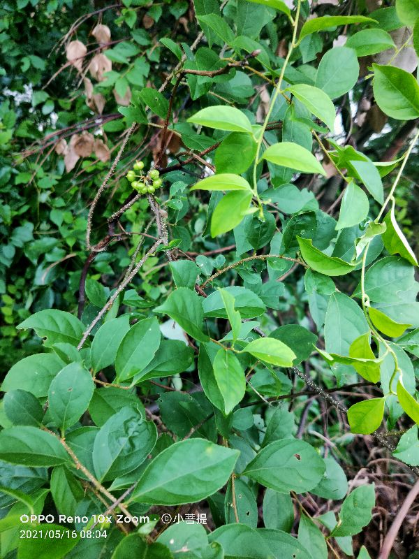 像蟒蛇一样的树,在丛林里看到了一条大蟒蛇