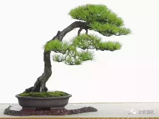 泰山松文人盆景,山松盆景100幅欣赏