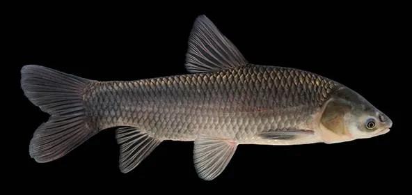 山东省峡山水库简介,山东省第一大水库峡山水库