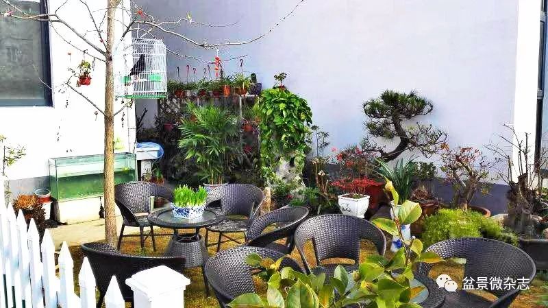 70岁开什么盆景店好,开个小盆景店好吗