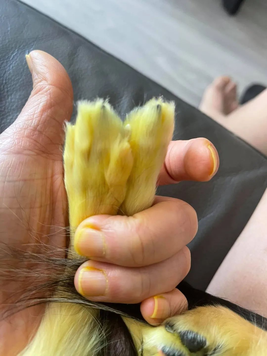 吉娃娃被主人罚,吉娃娃被主人罚站