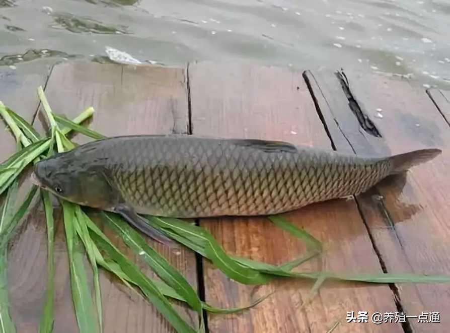 春季草鱼突然死亡怎么回事,春季野外草鱼死亡原因