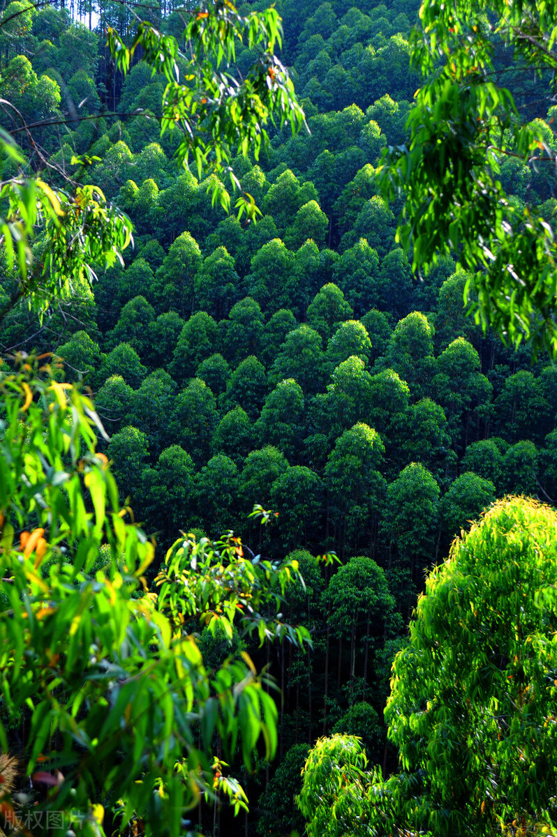 广西桉树真的要清除吗,广西的桉树